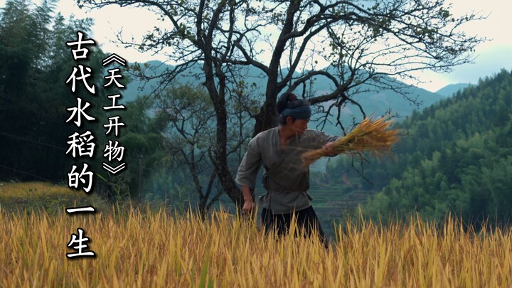 记录《天工开物》古代水稻的一生过程，实现禾下乘凉梦