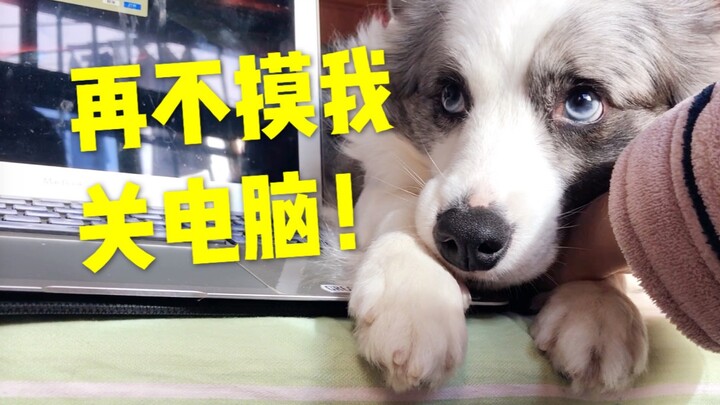 Anjing manja ini sampai-sampai belajar mematikan komputer demi minta tuannya mengelusnya!