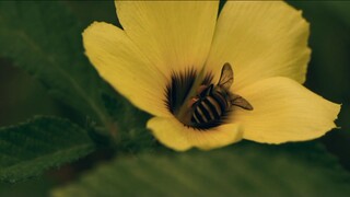 flower #escapereality #flowers #emosional #escapeyourlife #love #sunflower #aesthetic