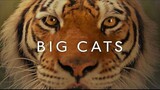 [Remix]Big cats are born to be the kings|<Supermassive Black Hole>