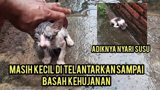 Astagfirullah 2 Anak Kucing Menangis Kehujanan Di Jalanan Karena Di Buang..!