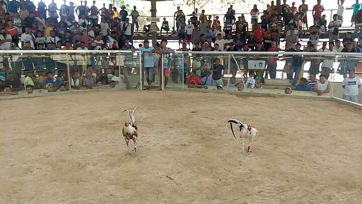 goldengrey hack fight win🐓