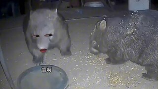 袋熊：那就都别吃！