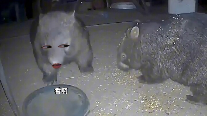 Wombat: Then don’t eat any of it!