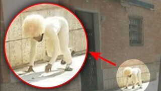 Tôi luôn cảm thấy có điều gì đó không ổn với con chó này? 【Xem vô số phim 41】
