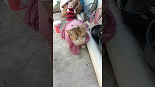 papa minta uang #shorts #viralshorts #komedikucing #kucing #kucinglucu #cat #kucinggemoy