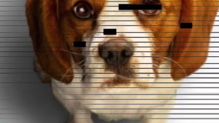 Molly from (: A Dog's Journey:)