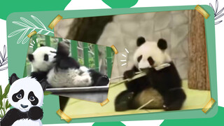增重20斤！大熊猫“如意”和“丁丁”抵俄满一年