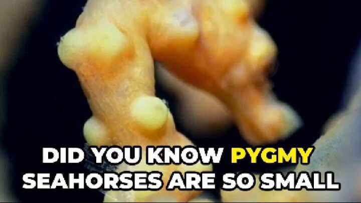 Pygmy Seahorse: One of the Smallest Seahorses
