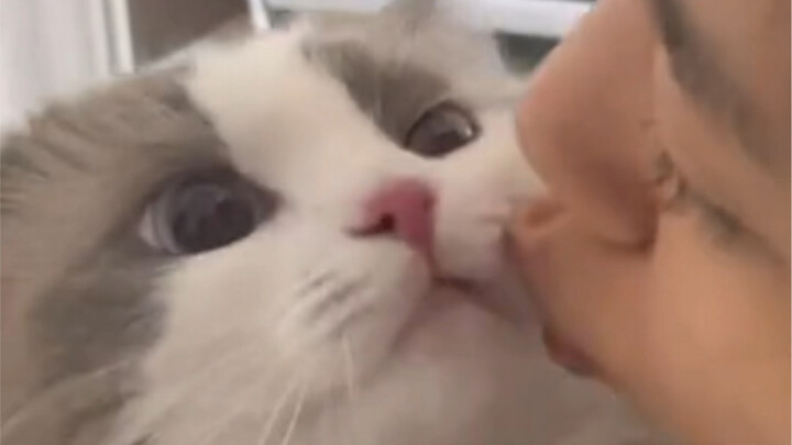 布偶成长记 9斤猫 10斤反骨