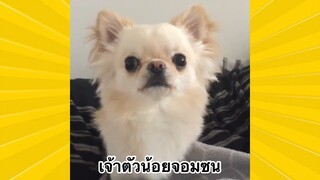 สัตว์เลี้ยงพื่อนขนปุย : เจ้าตัวน้อยจอมซน