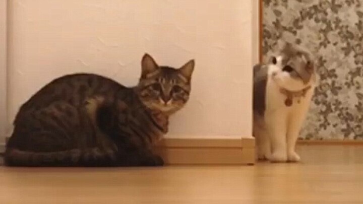 A Day of Weirdness for the Cunning Black Cat Who Finds Joy in Scaring White Cats