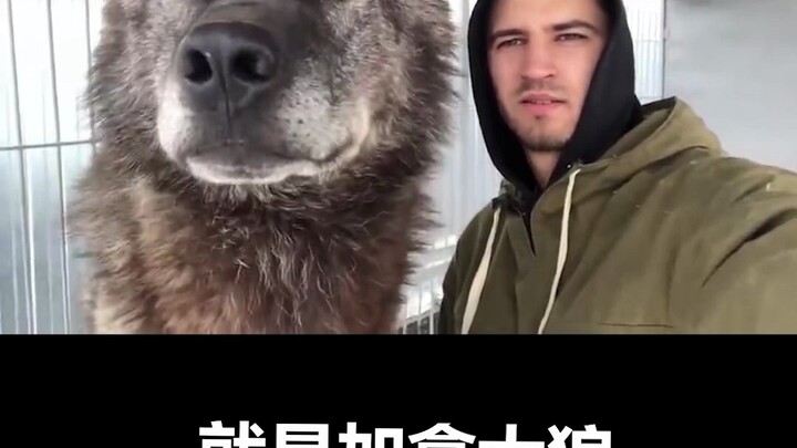 Pet Trivia: How Big Can Wolves Get? The No. 1 Wolf Truly Deserves Its Title as a Giant!