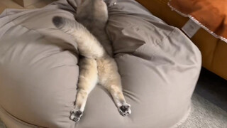 He's so bored; I want to send him to work at a cat café.