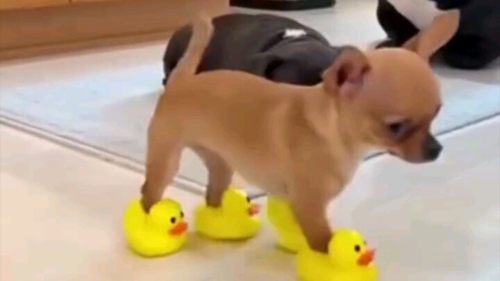 The funniest puppy walks ever! 😭