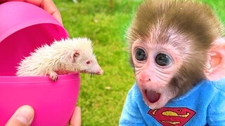 Baby Monkey Bon Bon Open Surprise Egg and plays with fish