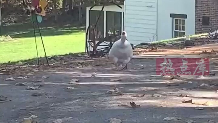 ديك القرية المتعجرف، الذي يعترض الطريق باستمرار، وجد أخيرًا من هو أشد قسوة منه!