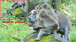 OMG Baby Monkey 's Head Down on ground Hard to move from all sisters,Monkey Make Hurt​ Playing to BB
