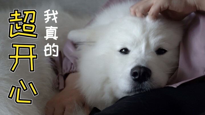 Kẹo dẻo Samoyed bị cạo lông chân vẫn tỏ ra điềm tĩnh, nhưng trong lòng thì hoảng loạn, cứ co rúm châ