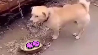 投币...已经...无所谓了...