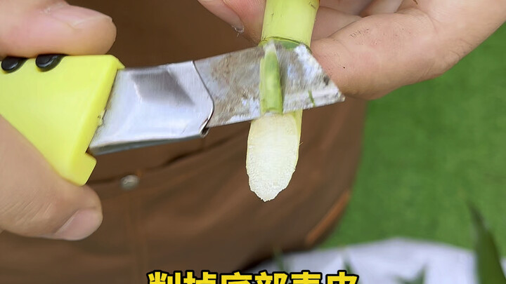 Don’t pot your newly bought lucky bamboo right away—do this first to speed up rooting and prevent ye