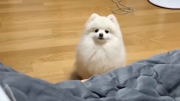 Karena aku tidak menggendongnya ke tempat tidur, anjing itu marah dan berbalik melawanku