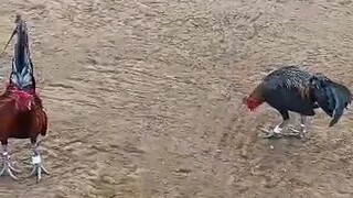 BOSSS BOB1 1st fight loss mclean leiper BC march 2, 2024 @igay cockpit arena