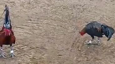 BOSSS BOB1 1st fight loss mclean leiper BC march 2, 2024 @igay cockpit arena