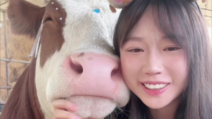 Sapi manis yang menggemaskan ini siapa yang tahan? Langsung serbu tebu dan apel dengan lahap!