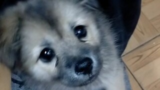 The little dog got stuck and didn't dare to yell—such a timid pup!