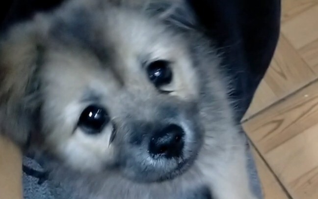 Chó con bị kẹp mà không dám la lớn, chó nhỏ nhát gan.