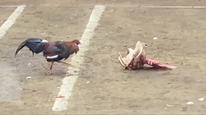 RED VS WHITE, 55K PARADA #SABONG LCA