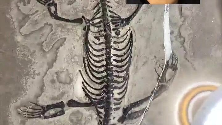 [Shocking] Dinosaur fossils from 200 million years ago!