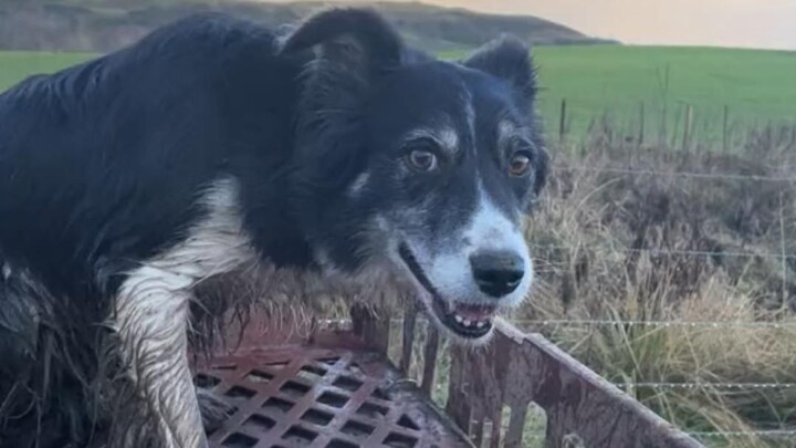 Border Collie Introduction