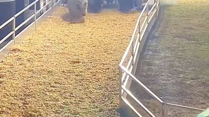 pig race 😆