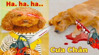 Thú Cưng TV | Cô cô và Sầu riêng #7 | Chó Golden Gâu Đần thông minh vui nhộn | Pets cute smart dog