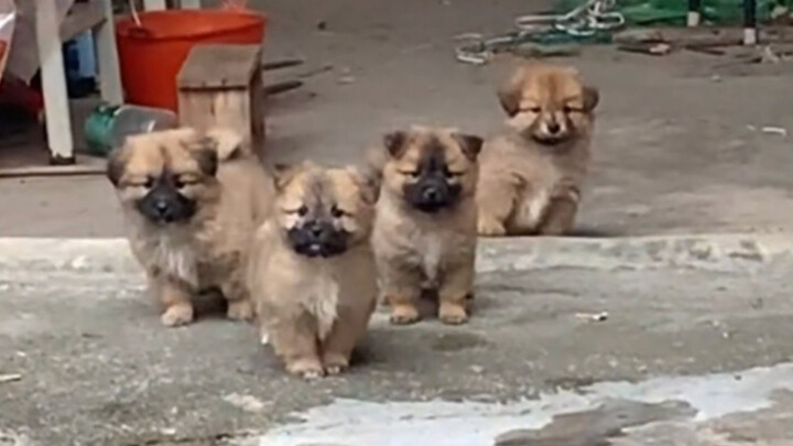 “Anjing kampung kecil itu benar-benar menggemaskan banget!”