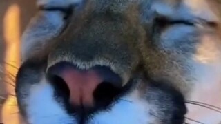 لمنعك من معرفة أن أنوفهم مريحة جدًا للمس في الأصل