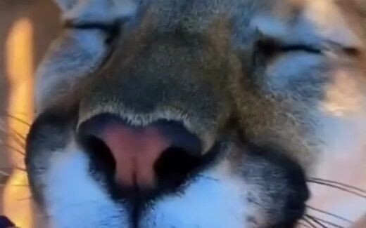 Untuk mencegah Anda tidak tahu bahwa hidung mereka ternyata begitu enak disentuh