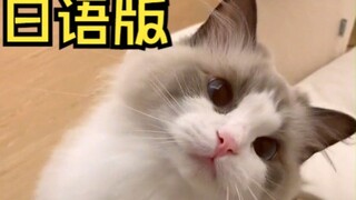 แมวแปลกพูดภาษาญี่ปุ่น