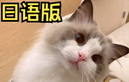 Strange cats speak Japanese