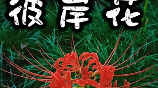 زهرة البرياني بجوار جسر ناي، لا ظل لها في النهر هو هي. تزهر منذ ألف عام دون أن تعرف أوراقها، وتسقط أ