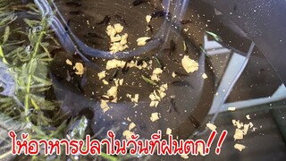 ให้อาหารปลากัดในวันที่หาไรแดง อาร์ทีเมี่ย ไม่ได้ ควรให้อะไรแทนสไตล์korattv