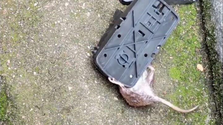 This is the right way to catch mice!