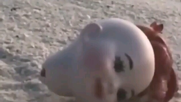 Ngôi nhà mới của cua ẩn sĩ