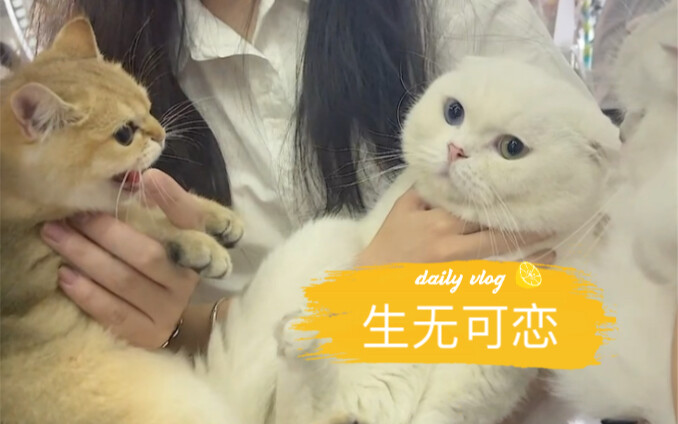 Pergi mandi, ketemu kucing selebgram, malah dimarah-marahin!
