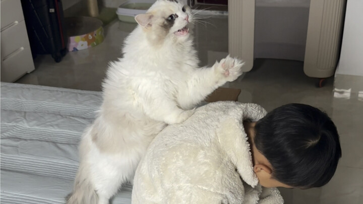 Day two back at my parents’ place: the neighbor’s cat is at it again, sneaking in to steal food. I’m