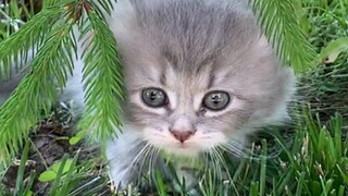 ลูกแมวกินหญ้าแล้วเริ่มกระโดดเหมือนลูกวัวตัวน้อย🐄