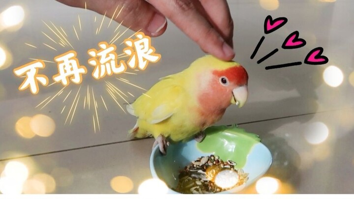 Burung beo pengembara diambil oleh orang tuanya, dari menggigil kedinginan hingga perlahan-lahan men