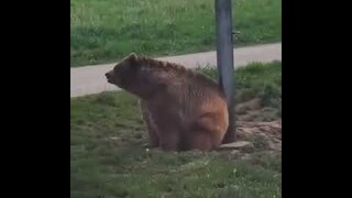 Bear Pole Dance